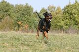 DOBERMANN 409